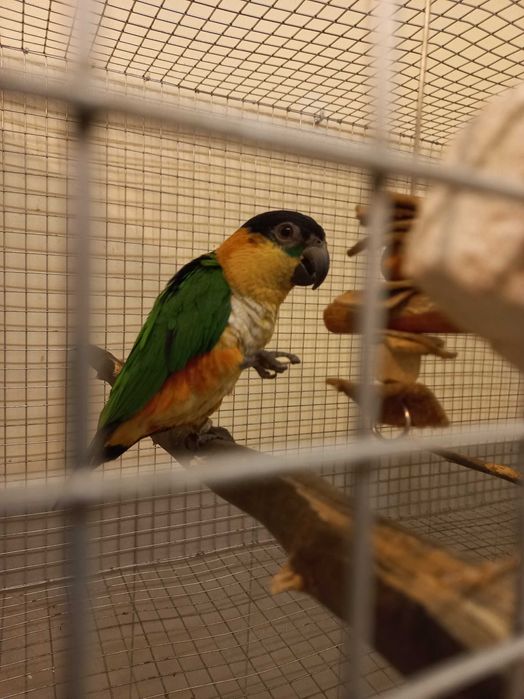 Pionites melanocephalus
