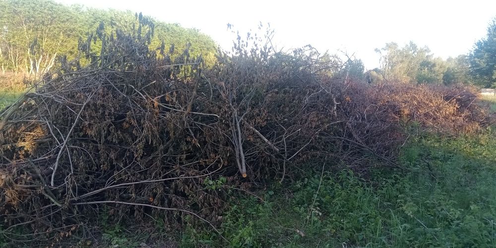 Oddam Gałęzie po wycince