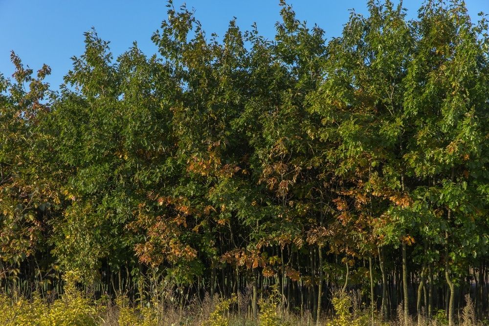 Dąb Czerwony (Quercus Rubra) 90-120 cm, donica 1l