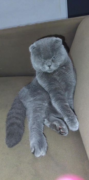 Scottish fold azul