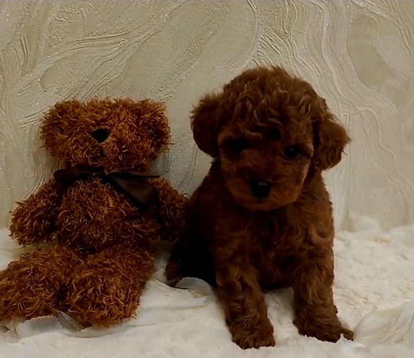 Чарівна дівчинка Шанті