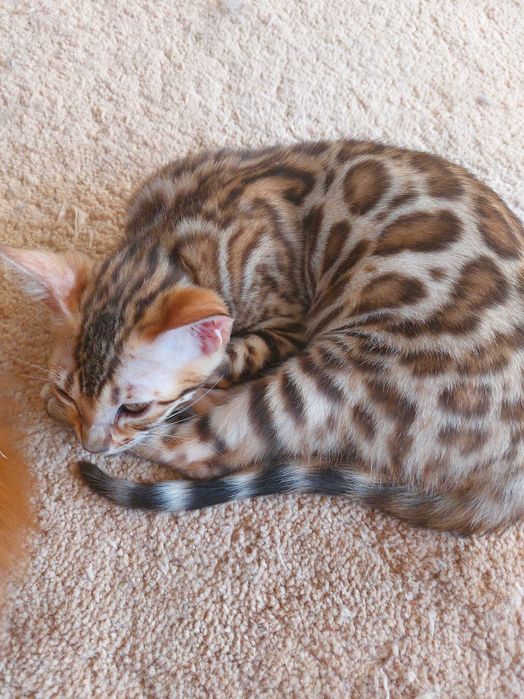 Kotka  Bengalska rodowód FPL