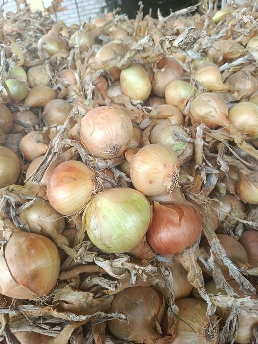 Cebula z dymki Sturon