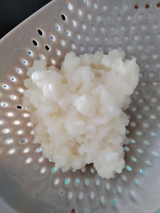 Grãos kefir de leite (made in Ilha da Madeira)