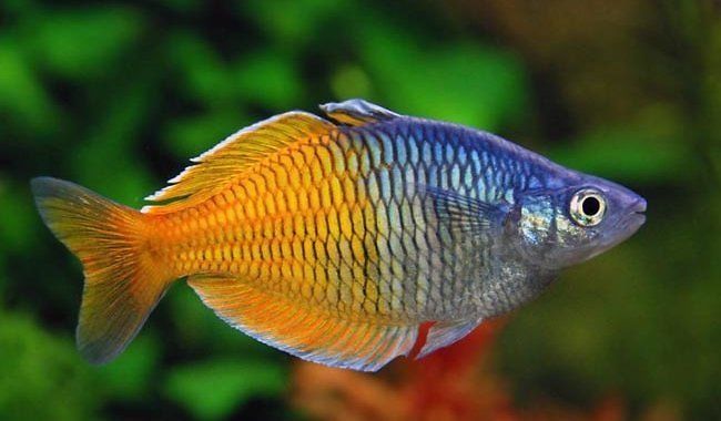 Tęczanki Boesemana - młode