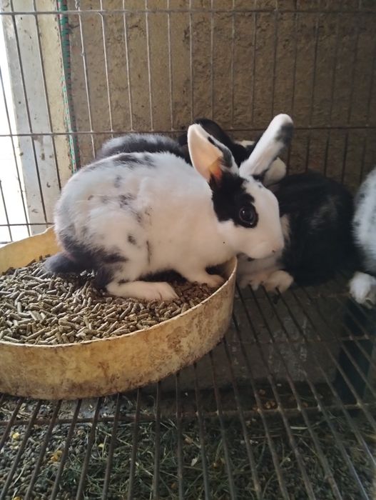 Coelhos anões deste ano