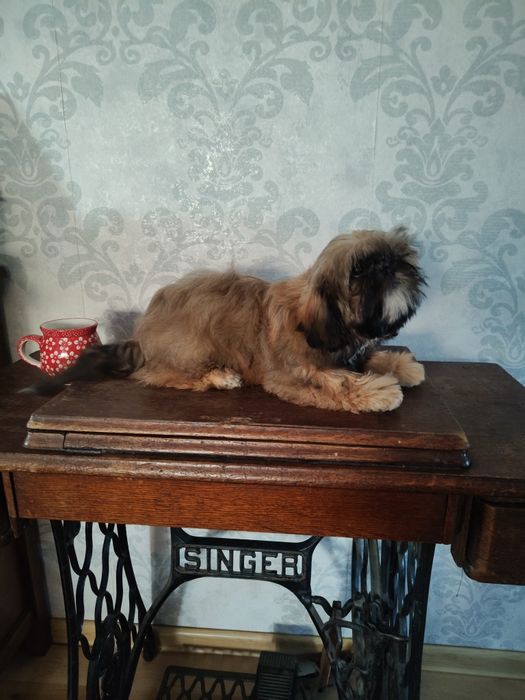 Shih tzu złota suczka z rodowodem REZERWACJIA