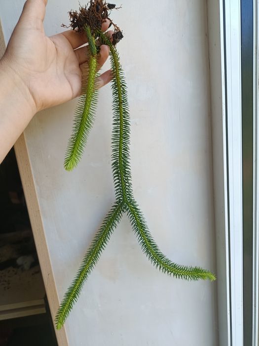 Хуперзія Hupersia ( Licopodium) squarosa