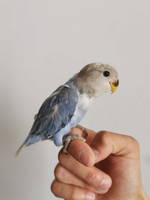 Rossicolers domésticados /Agraponis selvagem