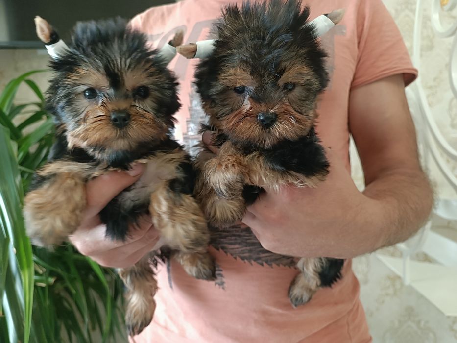 Радость в Вашу семью