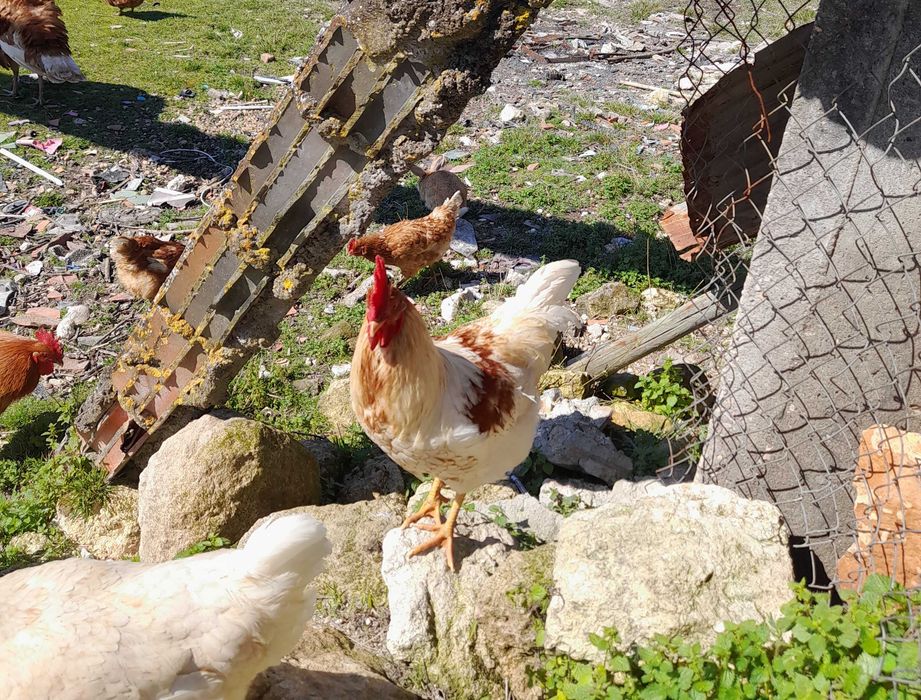 Vende animais de quinta