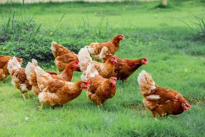 KURY NIOSKI Rosa Leghorn Dominant