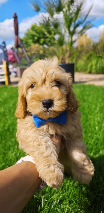 **Cavapoo**cudowny piesek!