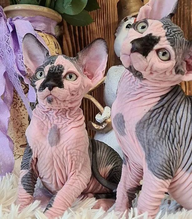 Кошенятка сфінкса