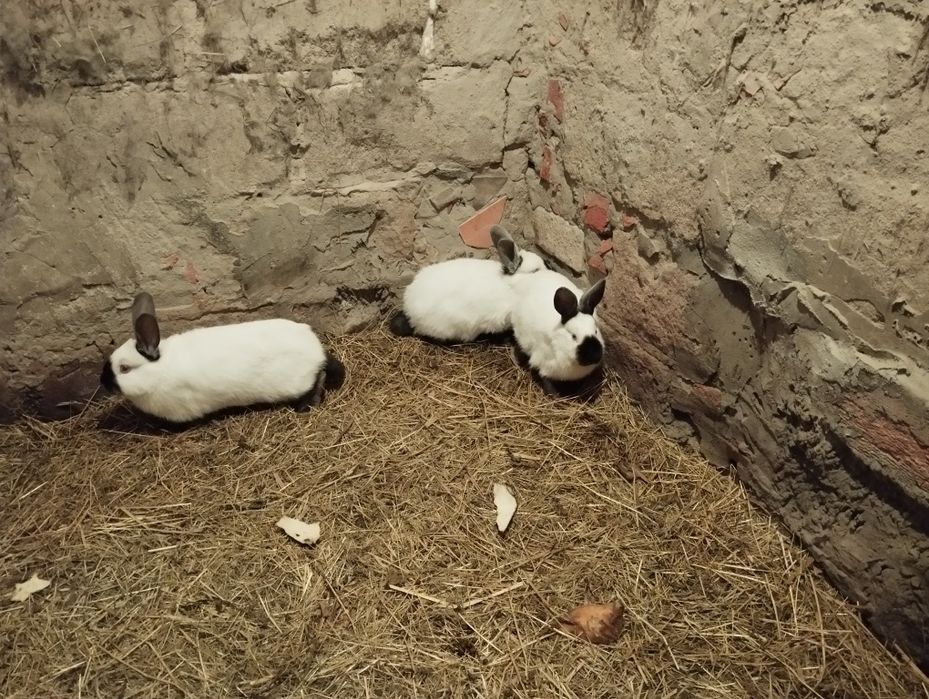 Продам каліфорнійських кролів