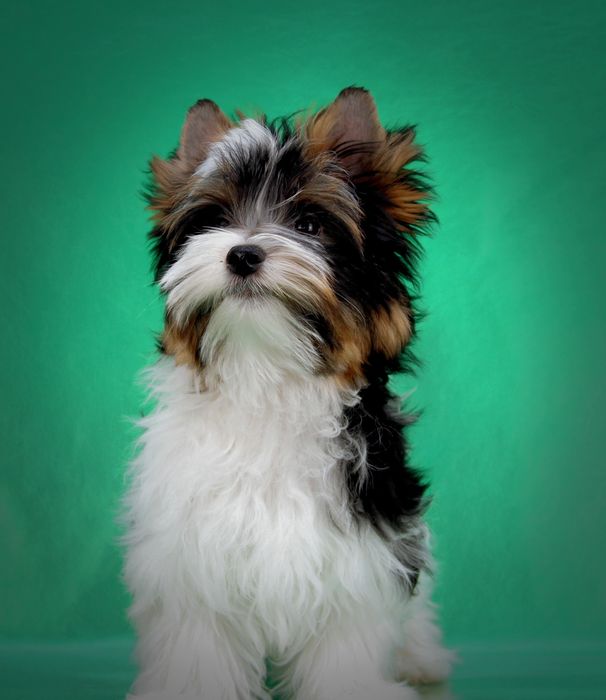 Цуценя бівер йорка. Хлопчик.