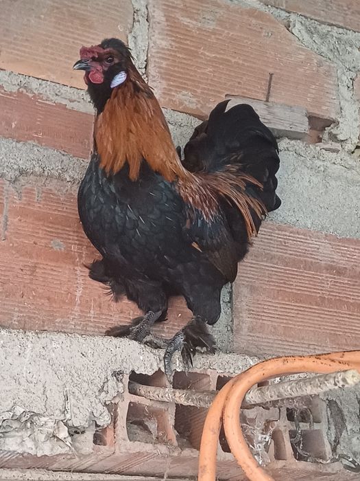 Boa noite vendo coquitas