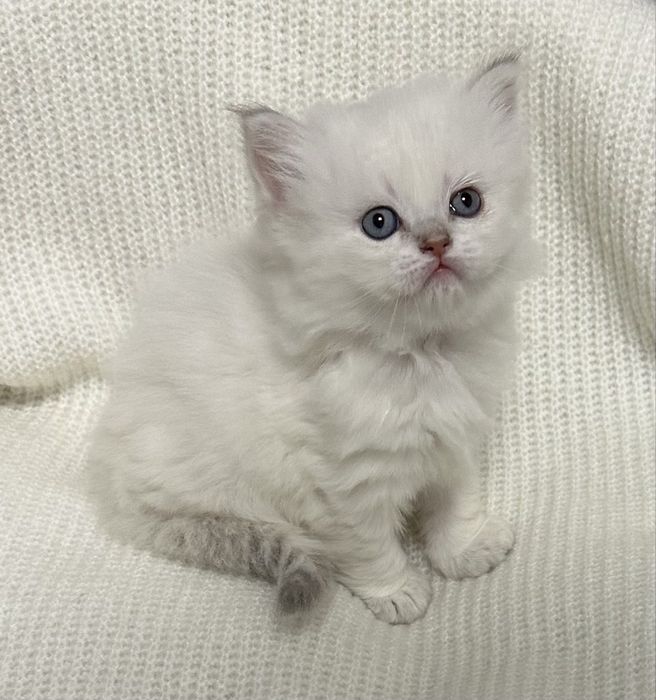 Хлопчик шотландець