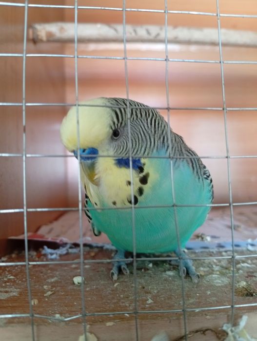 periquitos de várias mutações.BF,BW, Hogoromo, fallow.