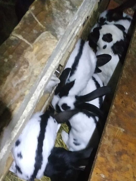 Кролики.Строкачі, фландри