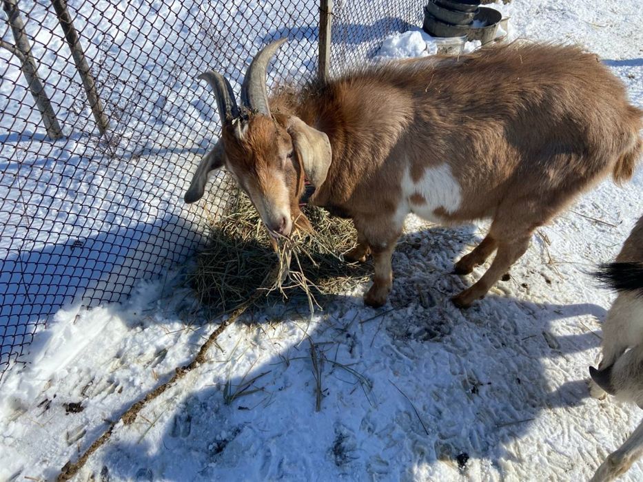 Продам козликов, срочно