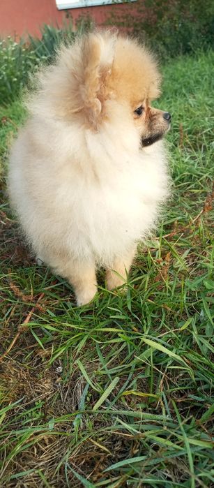 Простмаленькй янгол.