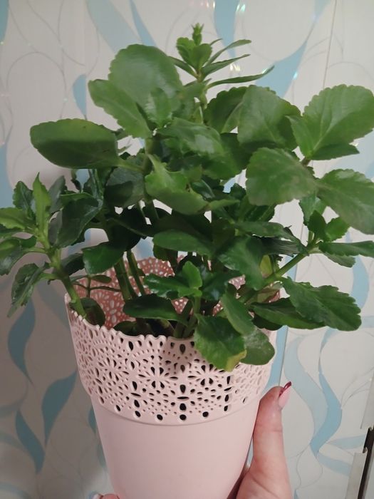 Великий вибір кімнатних рослин