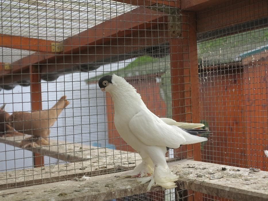 Krymka Białostocka od Mistrza Polski OKAZJA