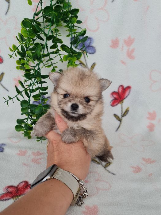 Estupendo mini mini 460g Lulu da Pomerânia/Spitz Alemão Anão de Qualidade