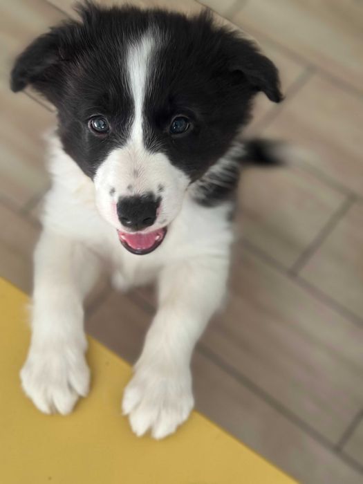 border collie blue merle