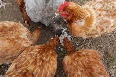 ІнкубацІйнІ  яйця - ДОМИНАНТ Д 192