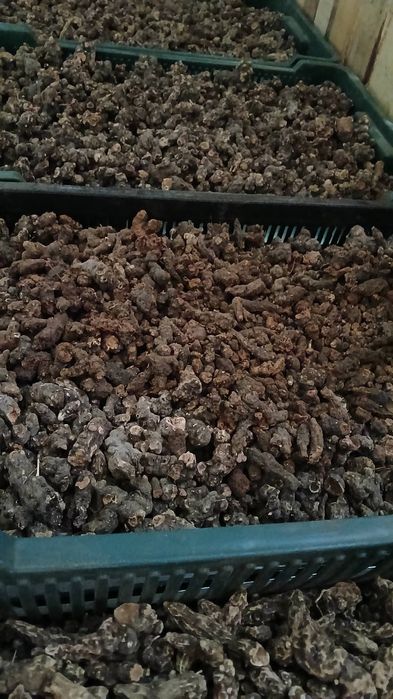 Продам корінь калгану