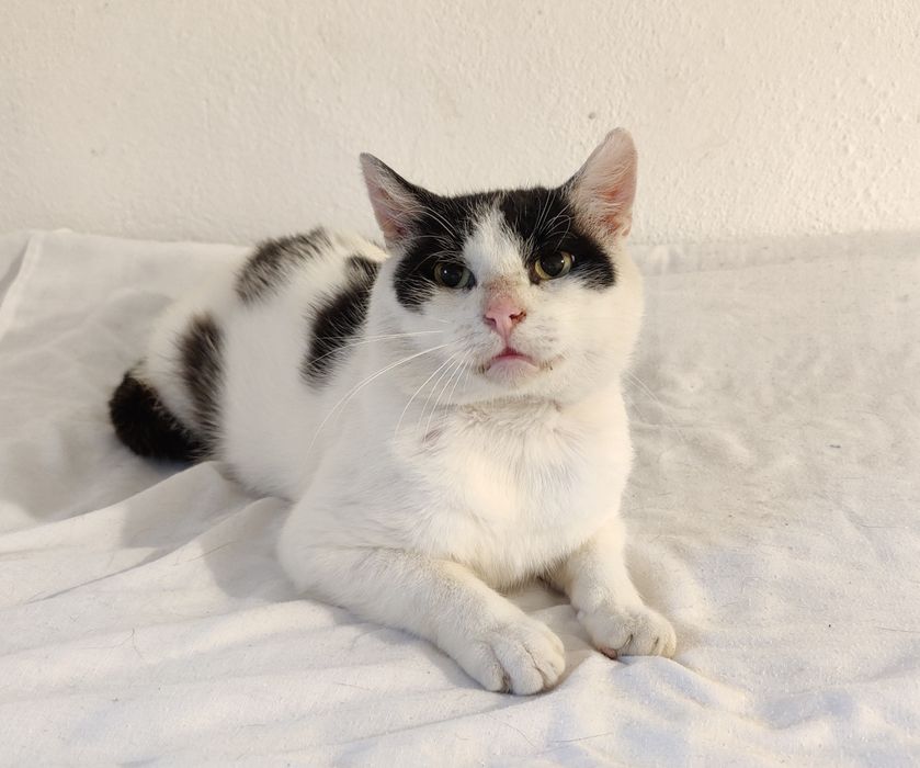 Adoptuj Łatka - Jego oczy po raz pierwszy od dawna patrzą z nadzieja