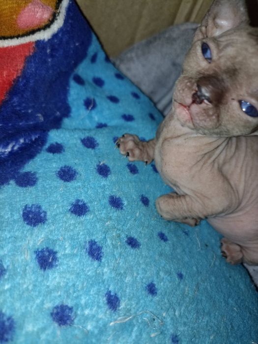 Котята Канадский сфинкс