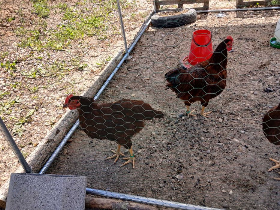 rhode island red jovens anilhados