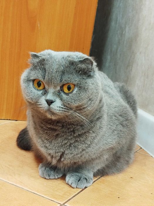 Шотландські котята .