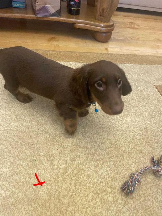 Jamnik długowłosy -chocko tan piesek