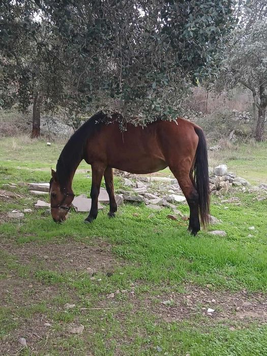 Egua mansa com 1.70m