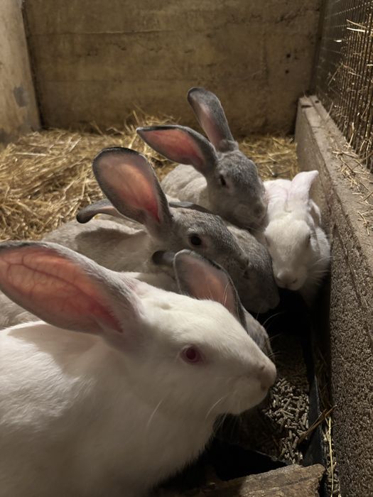Coelhos criação rural.
