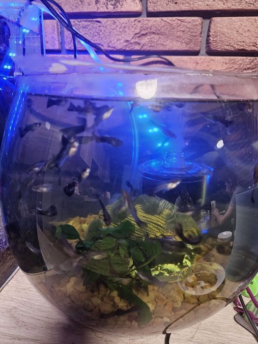 Рибки Гуппі дорослі та місячні