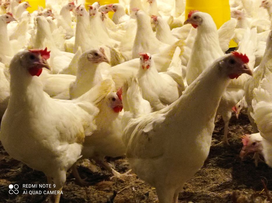 Leghorn nioski 24 tygodniowe zielononóżki Rossa