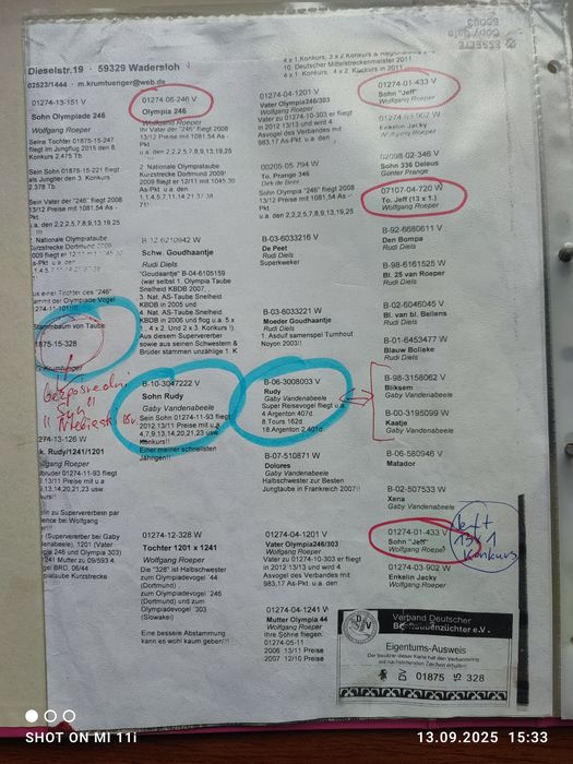Młode gołębie  z różnych lini