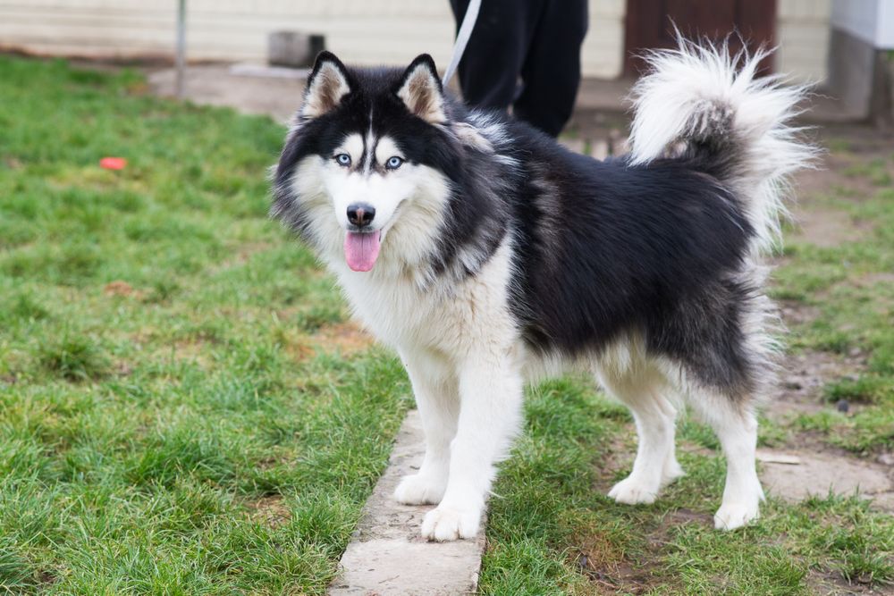 Хаскі Гром шукає дім