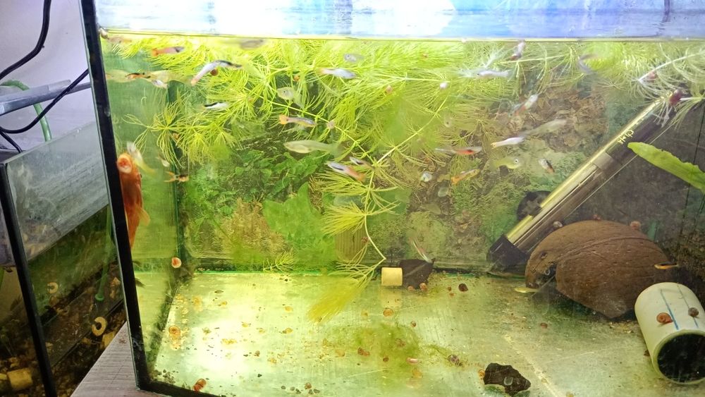 Ryby akwariowe molinezje gupiki