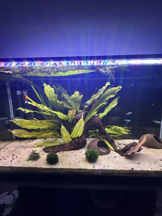 Aquario Aquatlantis completo (70Cx40Ax30L)