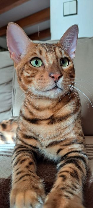Gatinho Bengal Spotted Tabby Brown