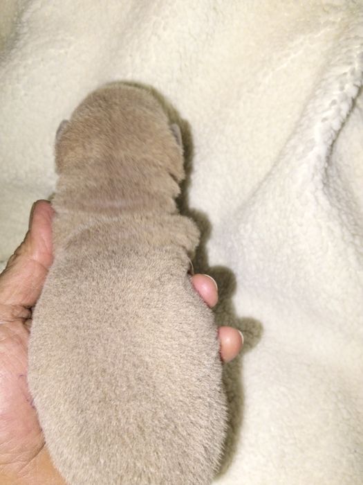 Sharpei para reserva nascidos a 1 novembro 2025