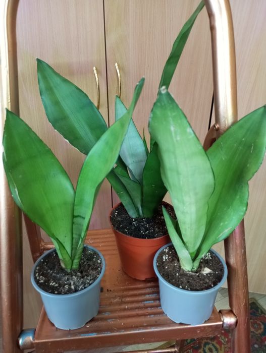 Сансевиерии сорта
