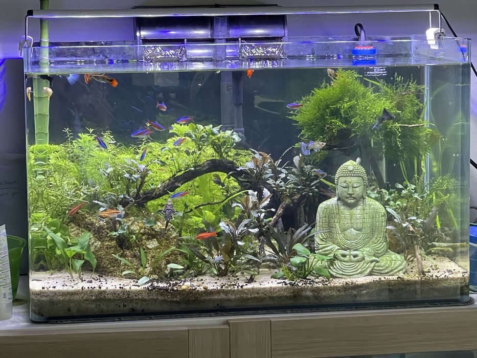 Aquario com peixes