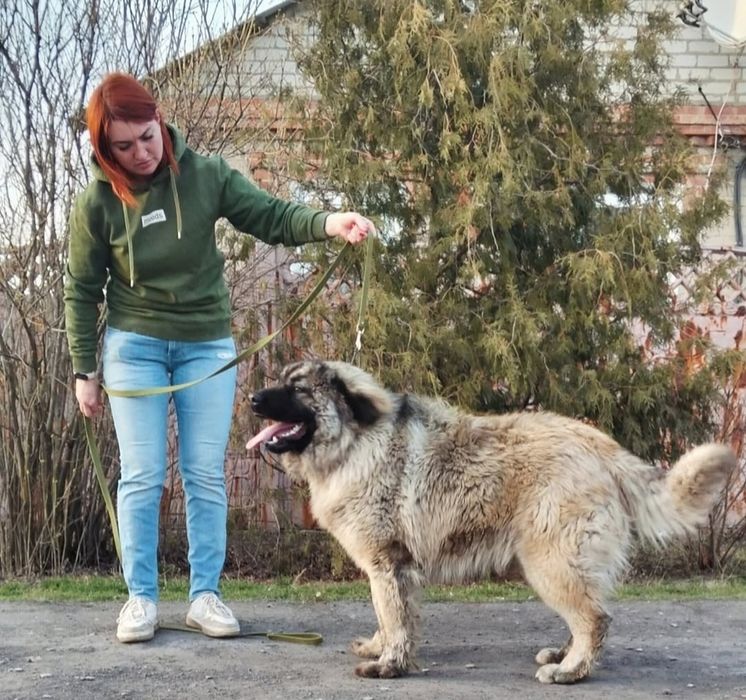 Кавказская овчарка кобель КСУ